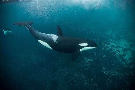 Captivating Orca Whale Behavior: Insights into their Social Interactions