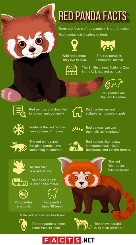 Captivating Red Panda Facts: Remarkable Trivia about these Adorable Creatures