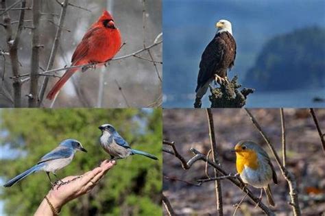 Captivating Tales of Birds as Messengers of Love and Freedom