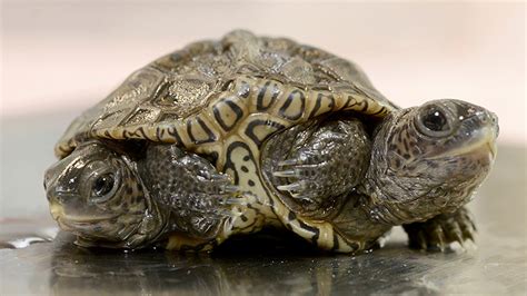 Captivating Tales of Two-Headed Turtles Throughout History