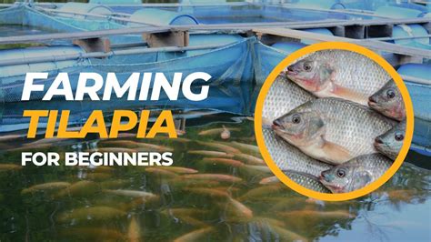 Captivating Tilapia Farming Methods and Techniques