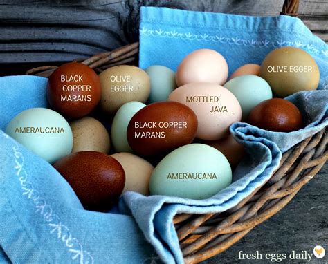 Captivating Varieties of Garden Egg: Colors, Shapes, and Sizes