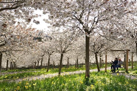 Captivating the Senses: Admiring the Beauty of Cherry Orchards