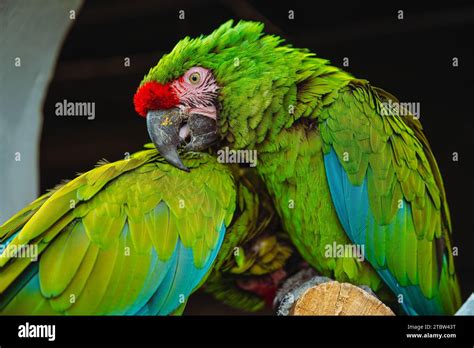 Captivating the World: The Red Macaw Parrot's Popularity in Aviculture