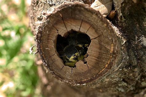 Capturing Dreams: The Significance of Exuberant Tiny Avians in Photography