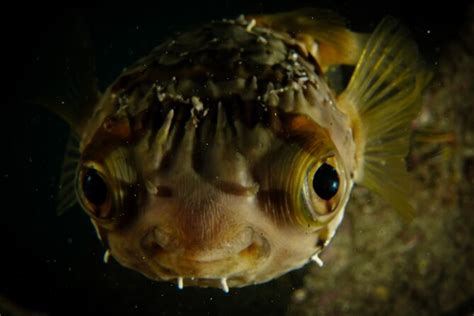 Capturing Memorable Moments with Underwater Photography