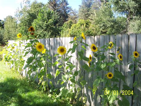 Capturing Moments: Photography amidst a Serene Sunflower Landscape