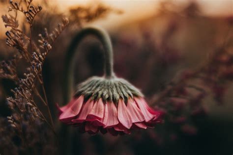 Capturing Nature's Beauty: The Art of Flower Photography