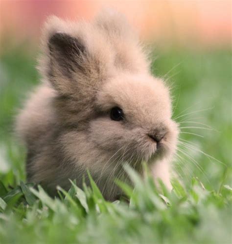 Capturing the Cuteness: Photography Tips for Fluffy Bunnies