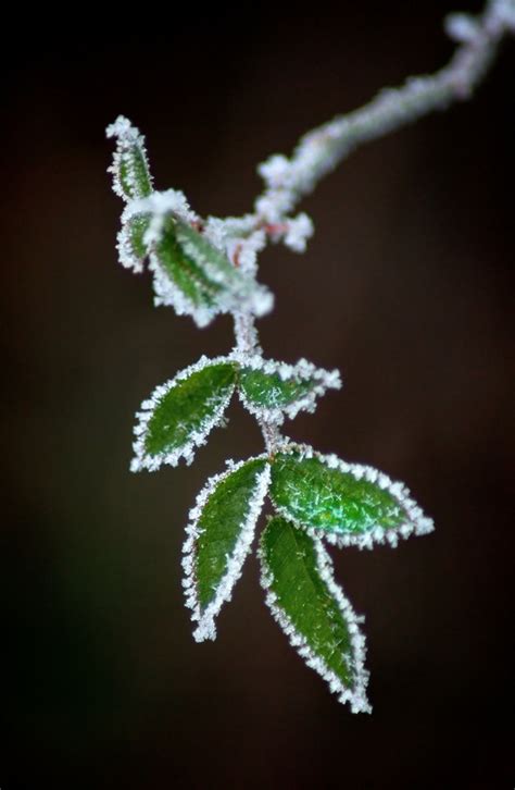 Capturing the Magic: Tips for Photographing Snowflakes and Winter Scenes