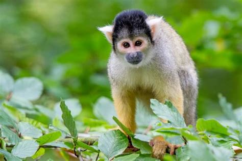 Capturing the Moment: Tips for Photographing Free-Roaming Primates in Their Natural Habitat