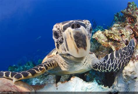 Capturing the Moment: Tips for Photographing Sea Turtles