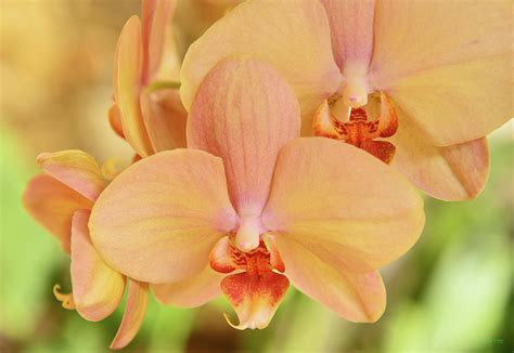 Capturing the Splendor of Blushing Orchids through the Lens