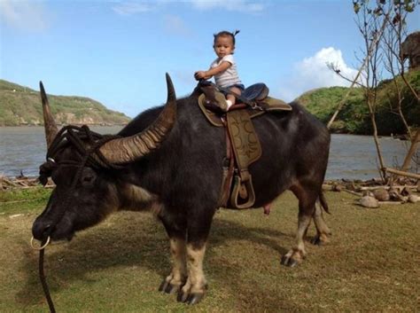 Carabao Riding: A Wholesome and Enjoyable Way to Explore the Beauty of the Pearl of the Orient Seas