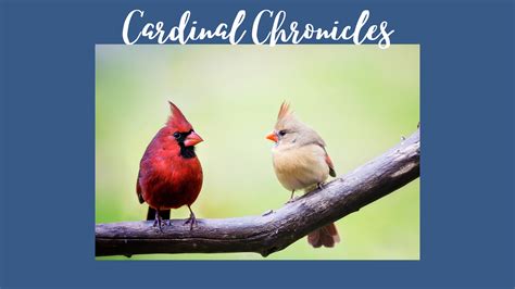 Cardinals as Messengers from the Spirit World: An Insight into Encounters