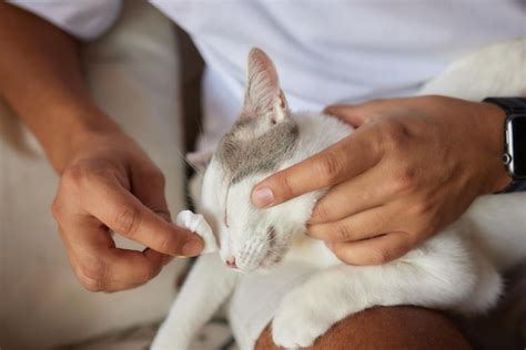 Caring for Kittens' Health and Hygiene