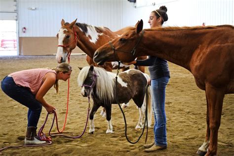 Caring for Petite Equines: Advice on Maintaining the Well-being of These Adorable Creatures