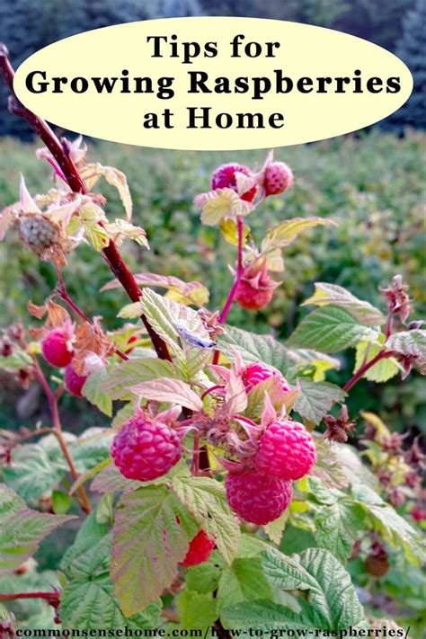 Caring for Raspberry Plants: Watering and Fertilizing Tips