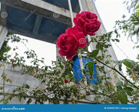 Caring for Scarlet Blooms: Tips for Extending their Splendor and Significance