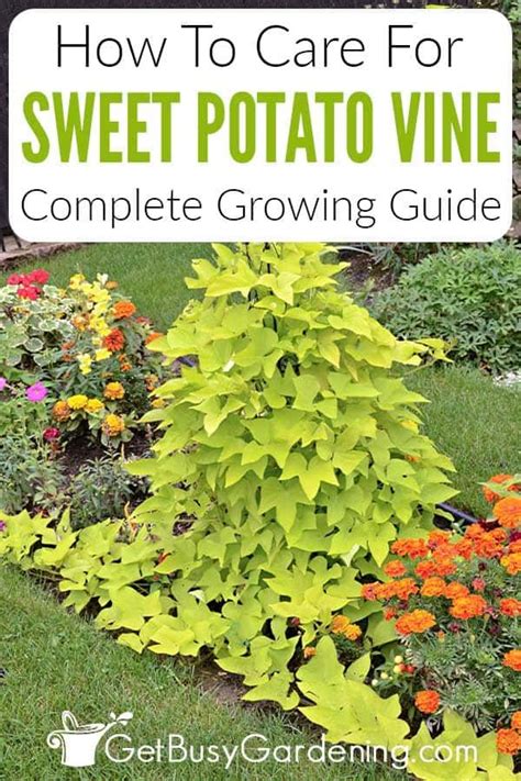 Caring for Sweet Potatoes: Watering, Fertilizing, and Pruning