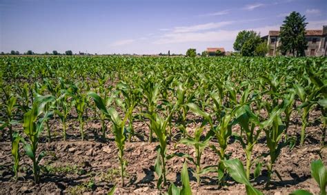 Caring for Your Cornfield throughout the Growing Season