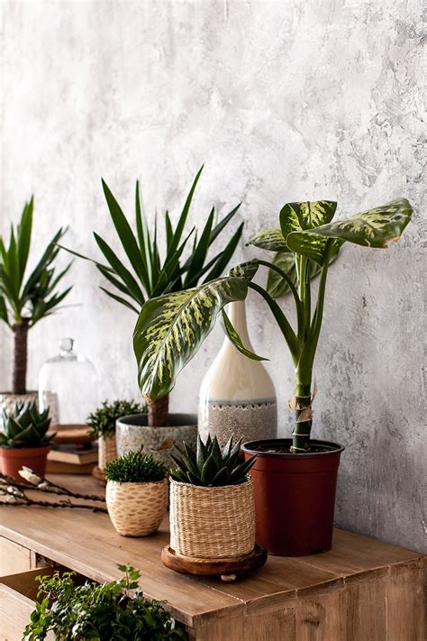 Caring for Your Indoor Plants: Tips and Tricks