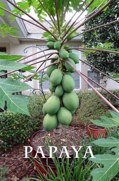 Caring for Your Papaya Tree: Watering, Fertilizing, and Pruning