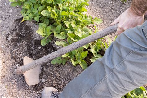 Caring for Your Potato Plants: Watering, Fertilizing, and Weeding