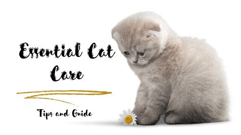 Caring for Your Purrfect Companion: Essential Tips for Keeping your Beloved Kitty Content and in Good Health