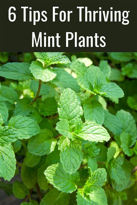 Caring for Your Thriving Mint Plants