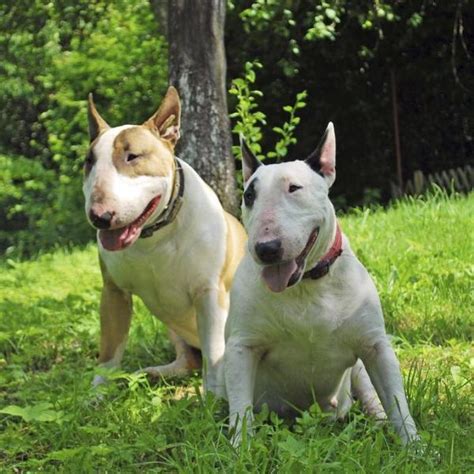 Caring for and Training a White Bull Terrier