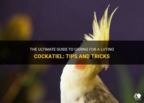 Caring for your Snowy Cockatiel: Tips and Tricks for a Happy Plumage and Melodious Song