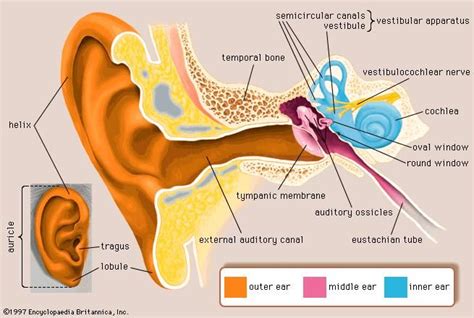 Case Studies: Real-life Experiences with Intrusive Parasites in the Auditory Canal