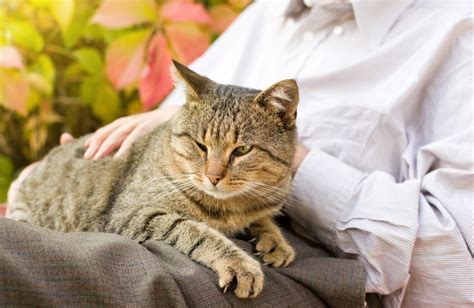 Cat Therapy: How Feline Companions Aid in Stress Reduction