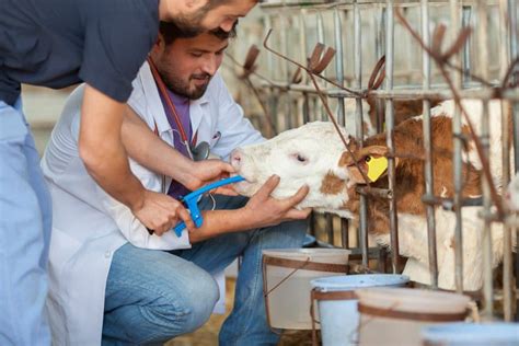 Cattle Care Practices: Ensuring the Well-being and Health of the Herd