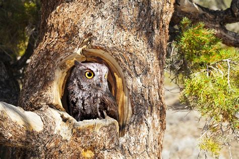 Celebrating Achievement: Setting the Healed Owl Free in its Natural Habitat
