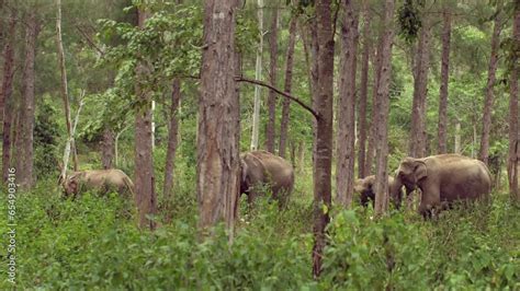 Challenges Faced by Juvenile Pachyderms in their Natural Habitat