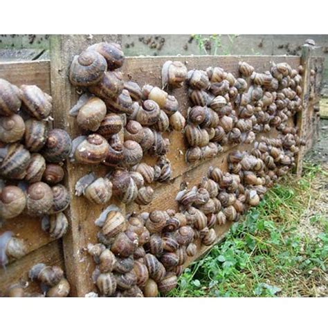 Challenges Faced in Snail Farming and Effective Solutions