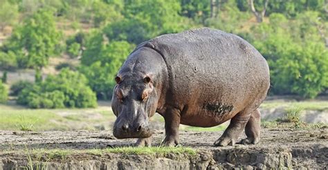 Challenging Reality: Why Possessing a Companion Hippopotamus Remains an Unattainable Dream