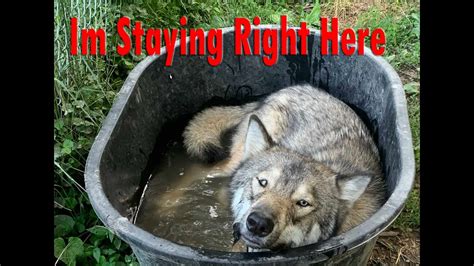 Challenging Stereotypes: Gaining Insight into the Reality of Owning a Wolf as a Companion