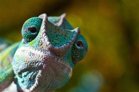 Chameleon's Unique Eyesight: A Glimpse into Their Enigmatic Perception