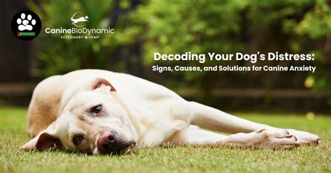 Chasing Away Anxiety: Decoding Canine Bites in the Realm of Dream Psychology