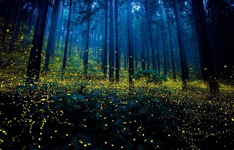 Chasing Fireflies: The Enchanting Beauty of Natural Illumination