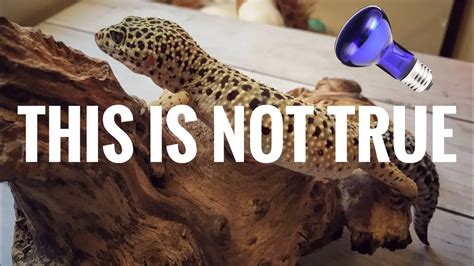 Chasing the Illusion: Debunking the Myth of the Fantasizing Gecko