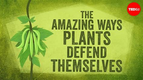 Chemical Warfare: How Plants Safeguard Themselves