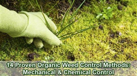 Chemical vs. Natural Weed Control Methods: Pros and Cons