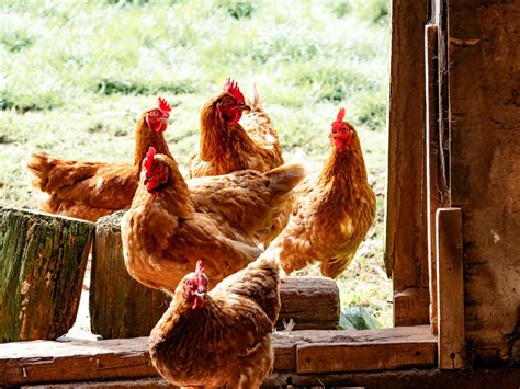 Chickens and the Environment: Enhancing Your Garden and Yard