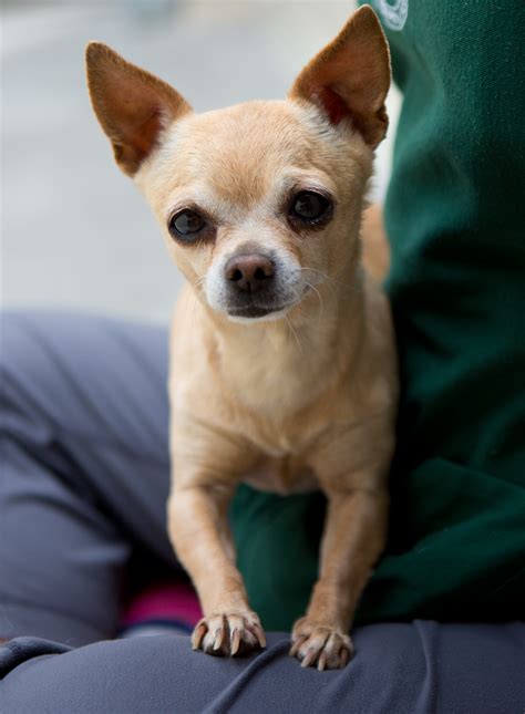 Chihuahuas as Lap Dogs: Discovering Their Affectionate Nature