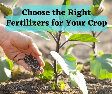 Choosing the Appropriate Fertilizers for Your Plants