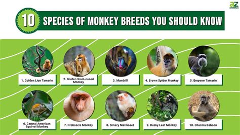 Choosing the Appropriate Monkey Species: Factors to Consider